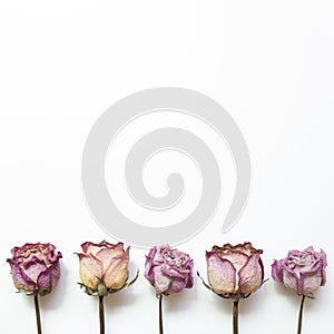 Dry purple rose flowers on white background