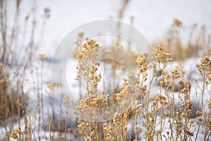 Dry Rabbitbrush In Winter photo