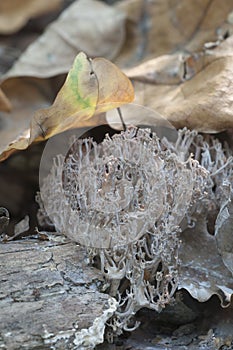 Dry Ramaria stricta mushrooms