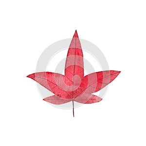 Dry red autumn maple leaf isolated on a white background. Fall watercolor illustration for design, card, invitation