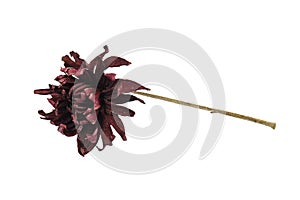 Dry red chrysanthemum flower isolated on white background