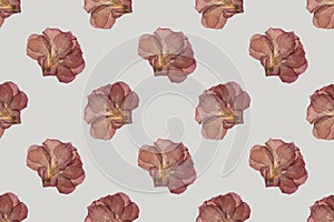 Dry red flower seamless trend pattern isolated on light background. Herbarium. Top view