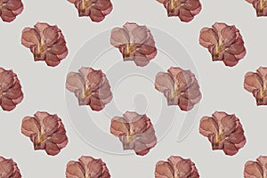 Dry red flower seamless trend pattern isolated on light background. Herbarium. Top view