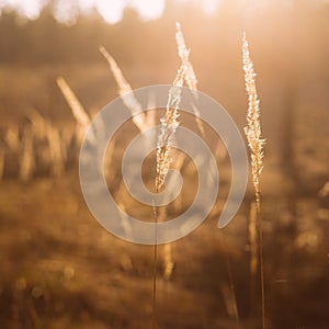 Dry Red Grass Field Meadow