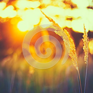 Dry Red Grass Field Meadow