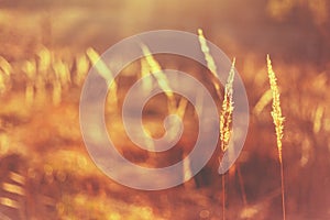 Dry Red Grass Field Meadow