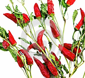 Dry red hot chilly peppers backgrounds