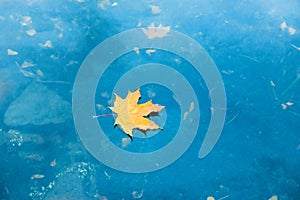Dry red maple leaf on blue water