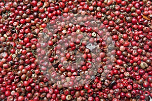 Dry red pepper berries as texture