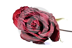 Dry red rose