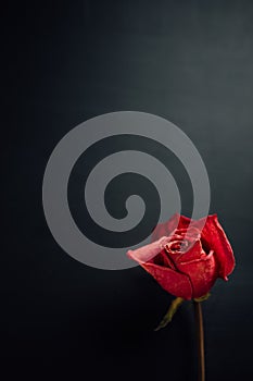 Dry red rose on black background