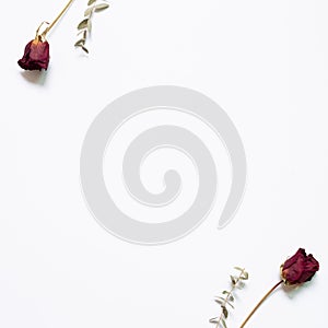 Dry red rose flowers with eucalyptus on white background