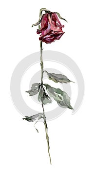 Dry red rose with leaves watercolor illustration. Hand drawn dehydrated dried flower on the stem. Isolated on white background.