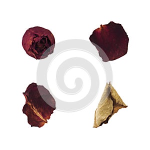 Dry red rose, petal and leaves isolated on white background