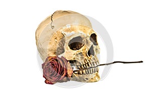 Dry red rose in teeth of human skull on white background