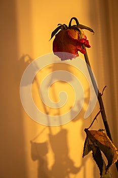 Dry red rose in warm sunlight. Dead flowers, faded. Rose bouquet, close up. Dying love concept. Love memory. Sad love.