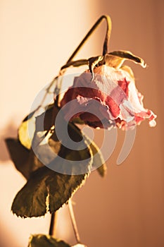 Dry red rose in warm sunlight. Dead flowers, faded. Rose bouquet, close up. Dying love concept. Love memory. Sad love.