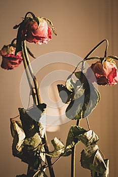 Dry red roses. Dead flowers, faded. Rose bouquet, close up. Dying love concept. Love memory. Sad love.