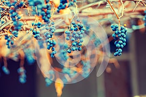 Dry red wine grapes on the grapevine