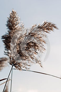 Dry reed against light blue sky on sunny day outdoor. Natural background in neutral colors. Trendy pampas grass panicles
