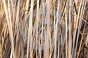 Dry reed background, dry grass texture. Selective focus