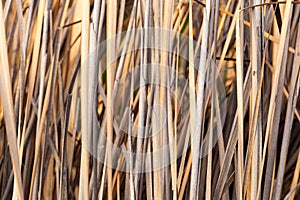Dry reed background, dry grass texture. Selective focus