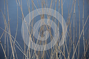 The dry reed on a background of water
