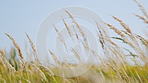 Dry, reed grass field swaying from wind on nature autumn field.