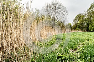 Dry reed and green grass. Reeds of grass. Green meadow with blooming high grass. Grass background. Rural scenery