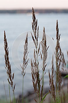 Dry reed on the lake, reed layer, reed seeds. Golden reed grass in the fall in the sun. Abstract natural background. Beautiful