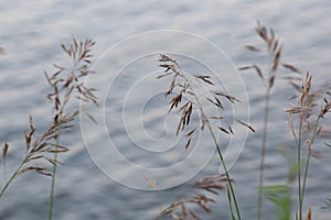 Dry reed on the lake, reed layer, reed seeds. Golden reed grass in the fall in the sun. Abstract natural background. Beautiful