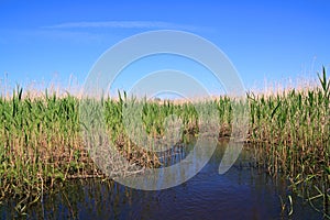 dry reed in marsh