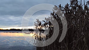 Dry reed plants on river background.