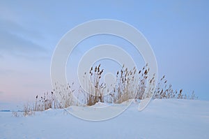 Dry reed at snowy hillock against a blue sky.