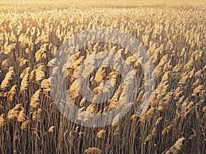 Dry reed texture in the sunset light. Parched wild bulrush plants, golden natural background