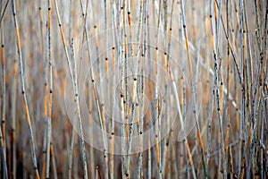 Dry reeds photo