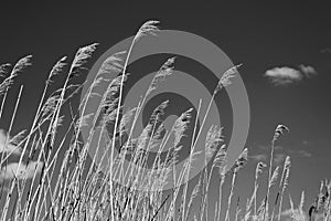 Dry reeds against the sky with clouds and sun, black and white photo