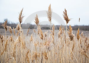 Dry reeds in auturmn