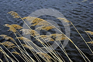 Dry reeds and Bank grass on the background of the blue river