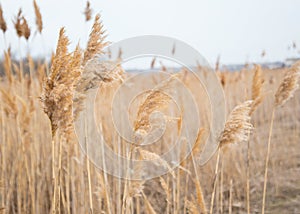 Dry reeds on the coast lake