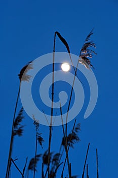 Dry reeds on dark blue sky