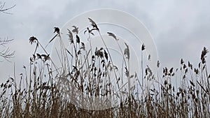 Dry reeds of the Daugava river, Latvia, East Europe.