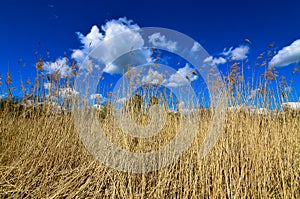 Dry reeds grass