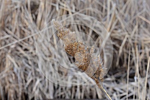 Dry reeds grass in sunset rays cloudy sky