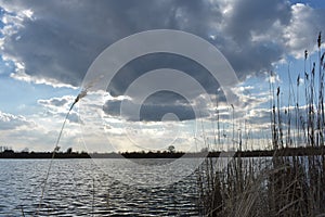 Dry reeds grass in sunset rays cloudy sky