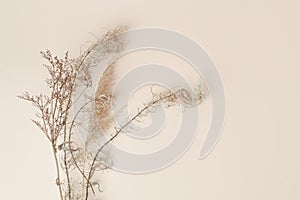 Dry reeds isolated on beige background. Abstract dry grass flowers, pile of dry herbs, hay or straw, background with copy space,