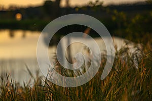 Dry reeds by the lake.