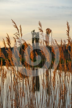 Dry reeds by the lake.