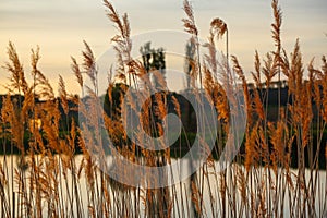 Dry reeds by the lake.