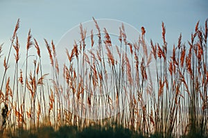 Dry reeds by the lake.